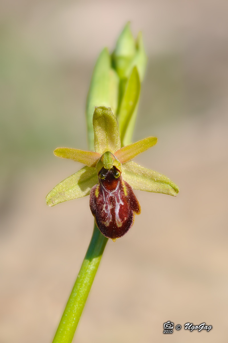 Ophrys sphegodes