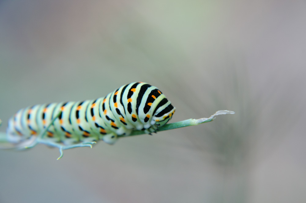 Bruco di nome Wally2