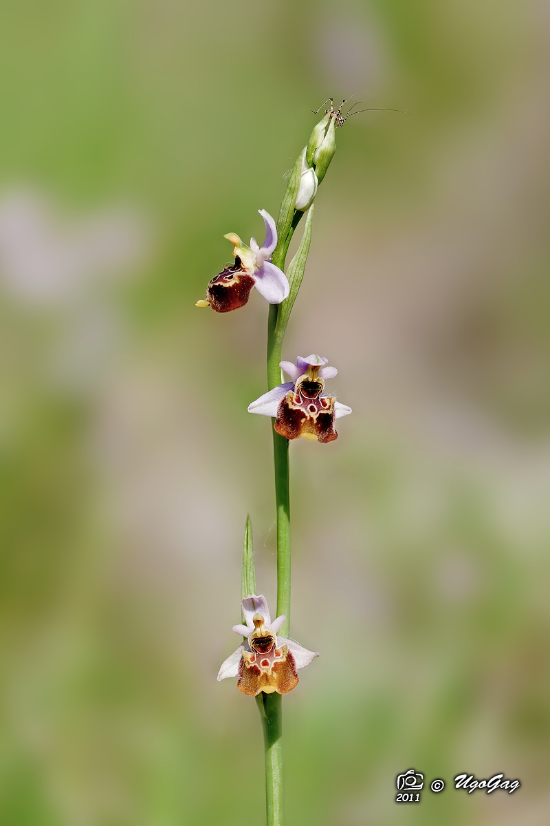Ophrys fuciflora
