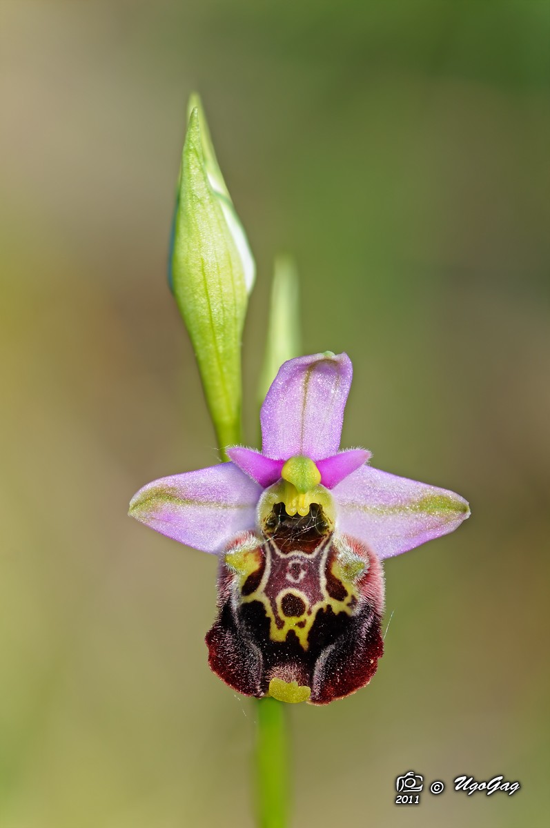 Ophrys fuciflora