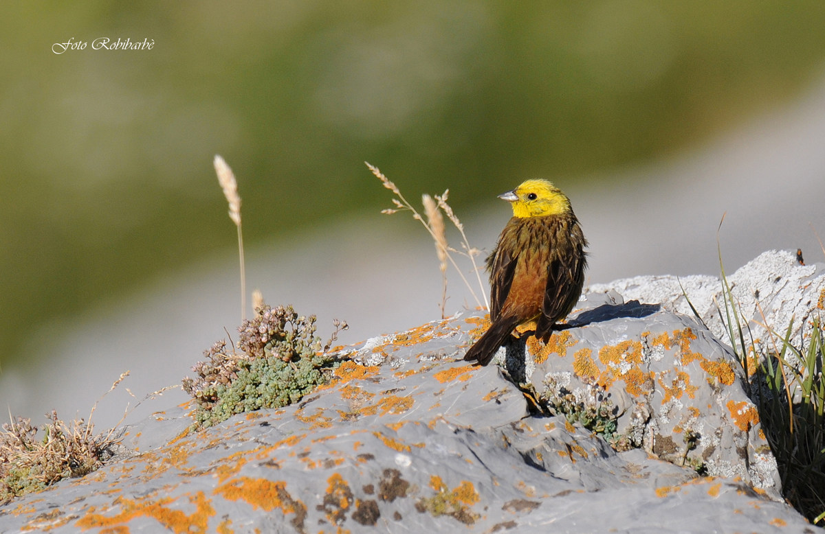 Zigolo giallo ambientato....