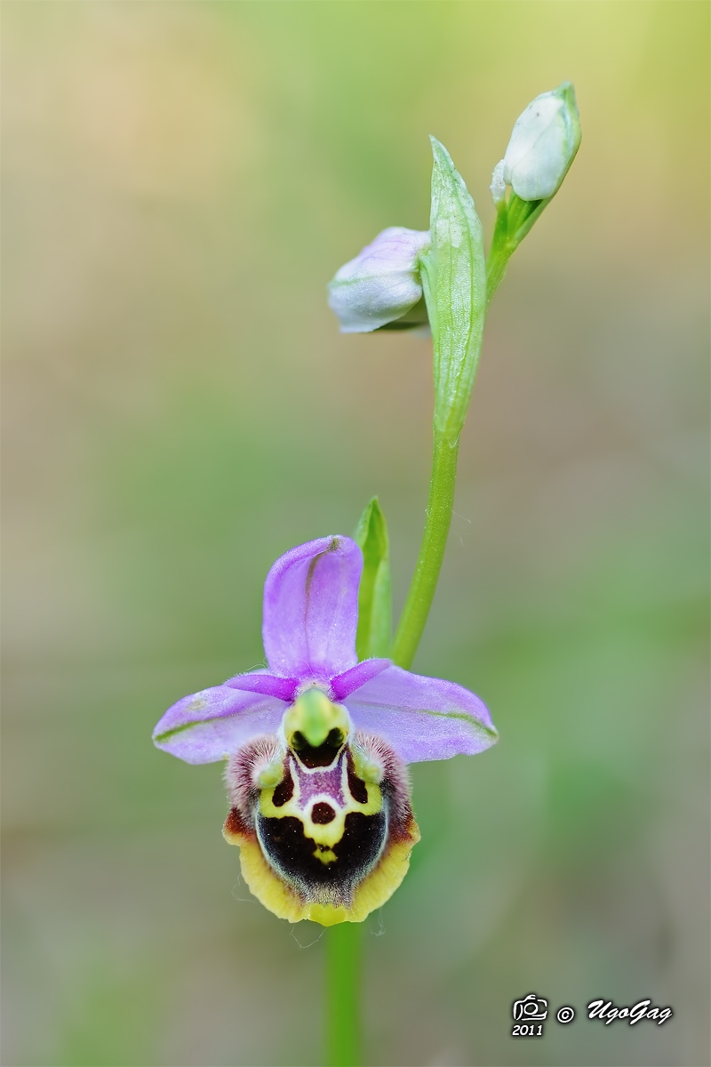 Ophrys sp.