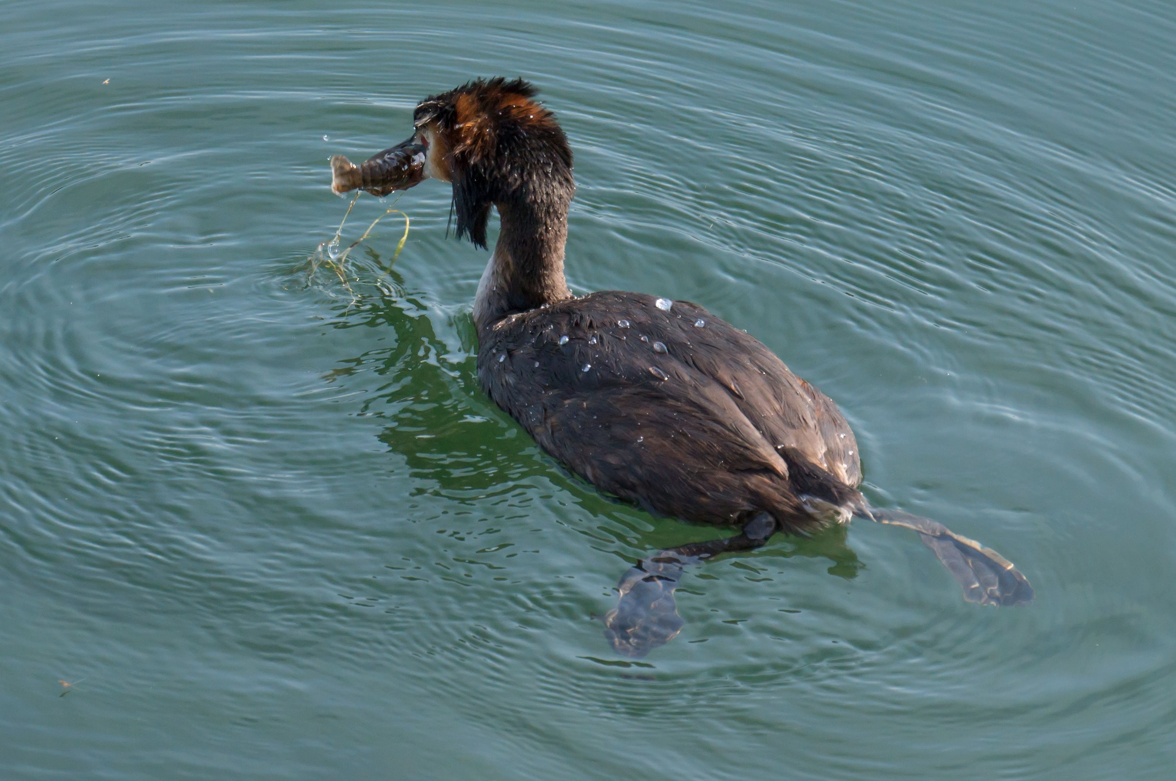 Svasso mentre divora un gamberetto d'acqua dolce - 2
