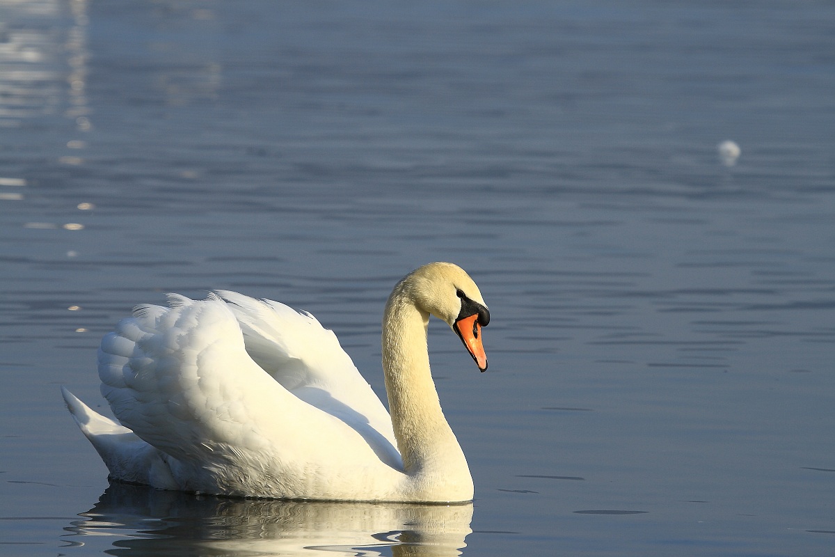Swan