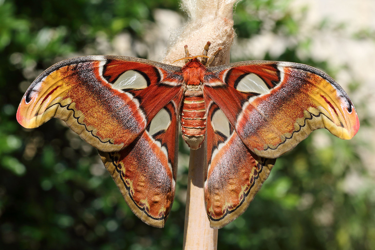 Attacus atlas F.