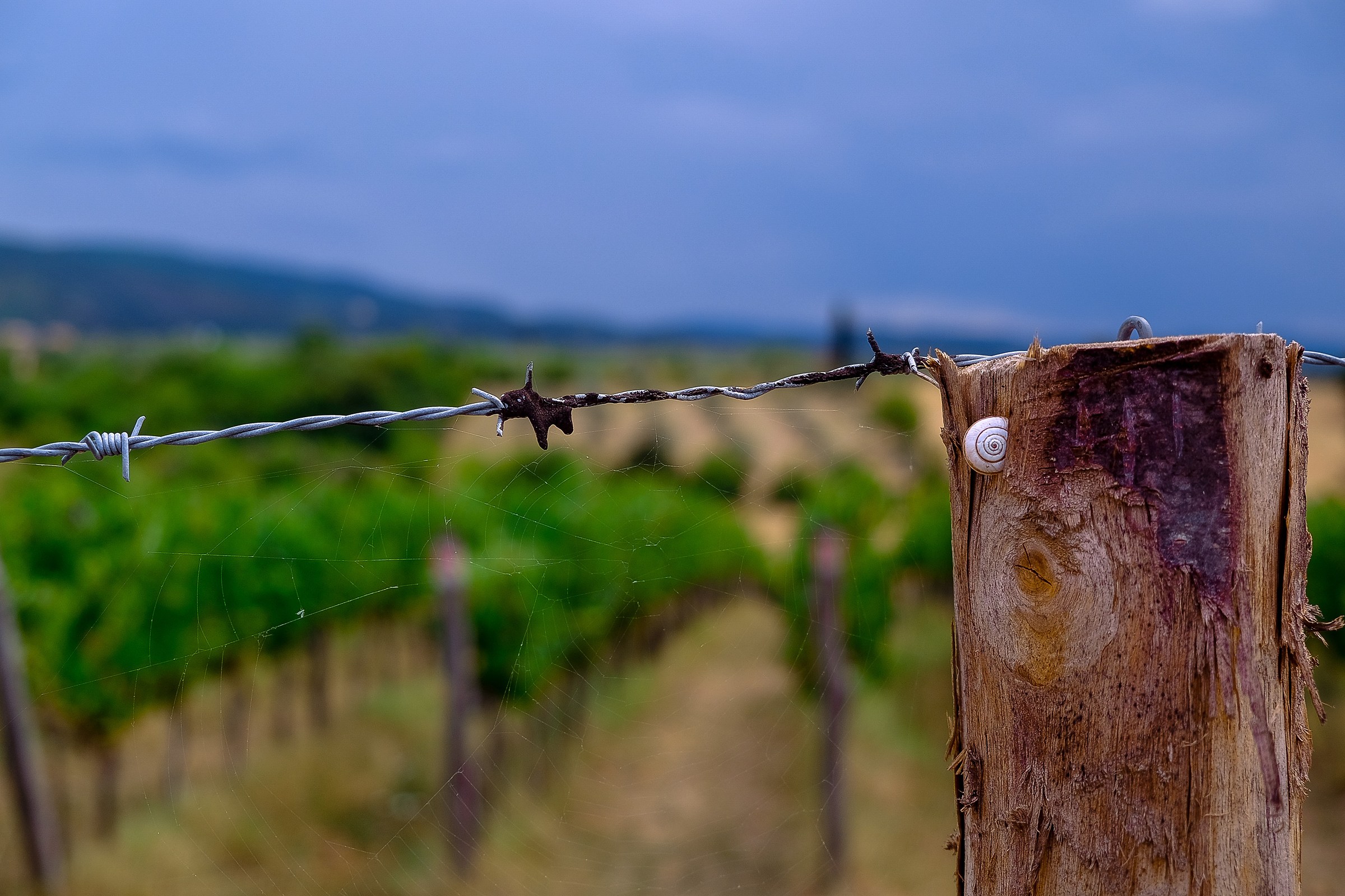 La solitudine dà alla luce l'originale che c'...