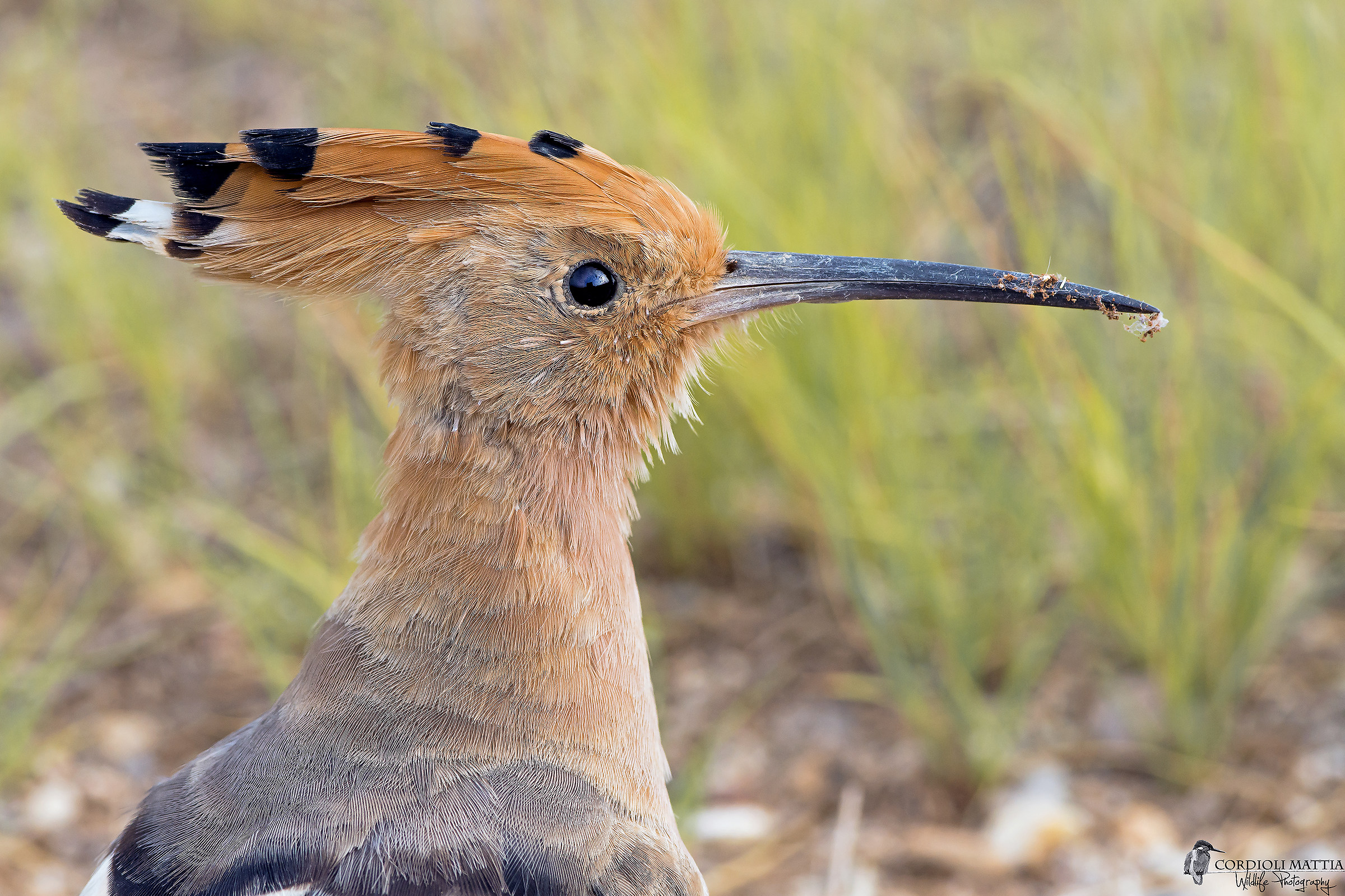 Hoopoe no crop