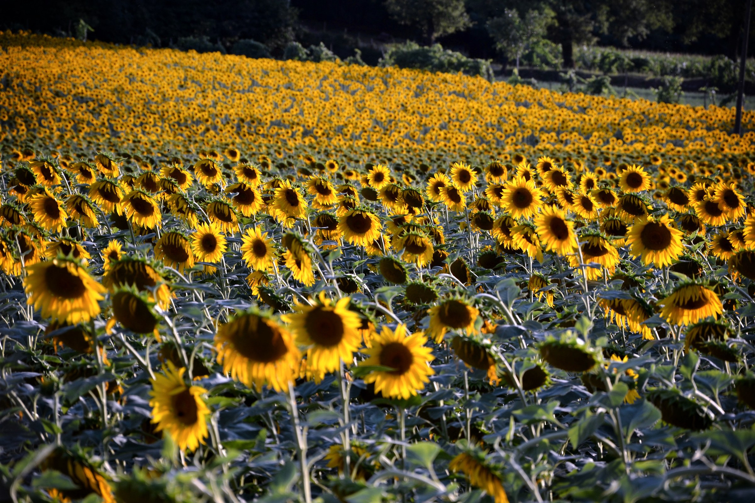 Carpet of sunflowers