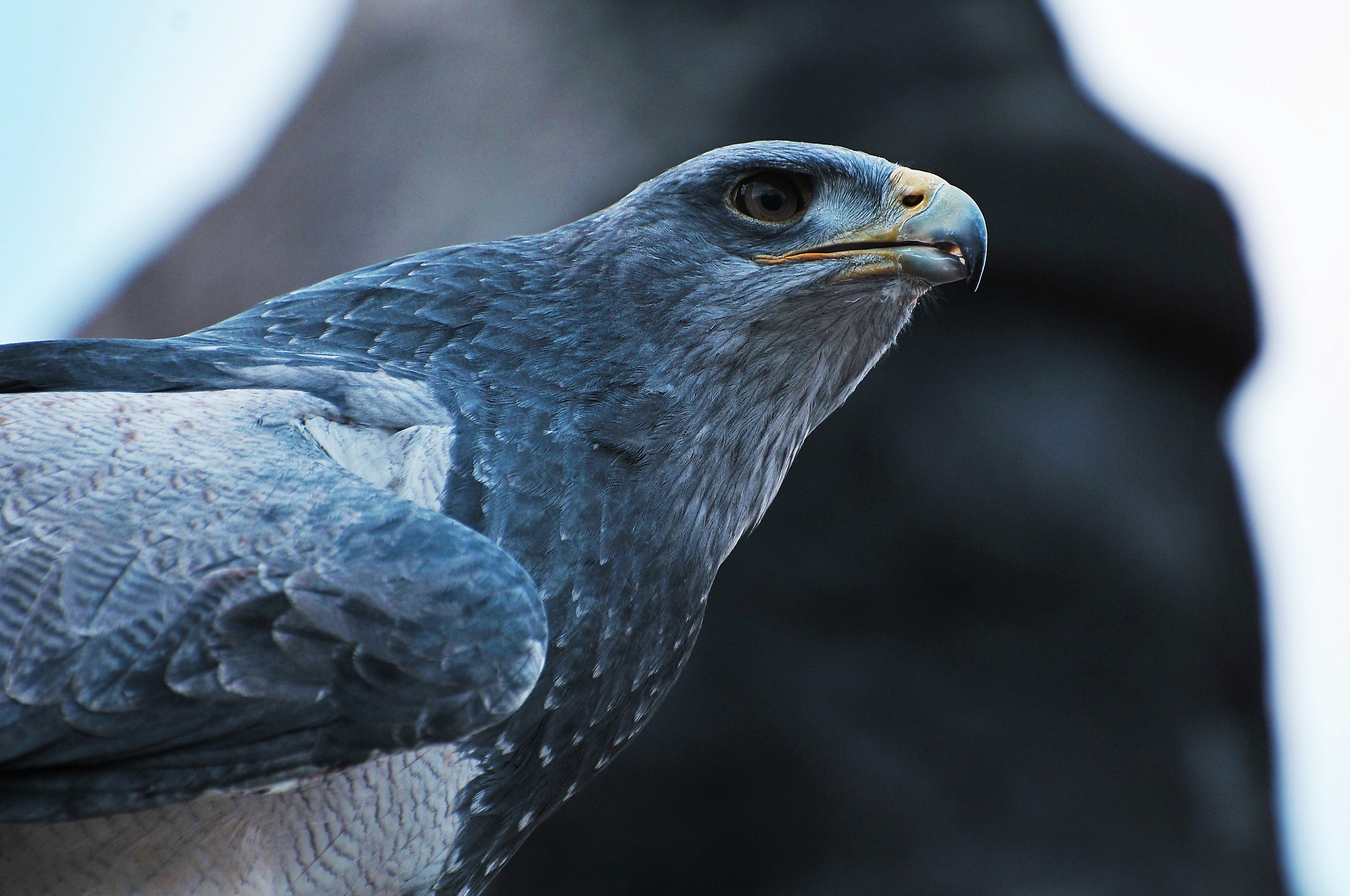 Pronta a scattare...