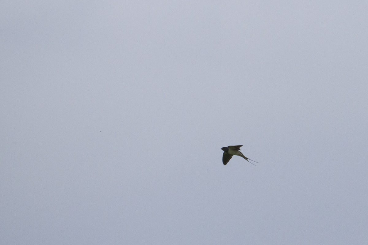 Dove hunting - seq 1/3