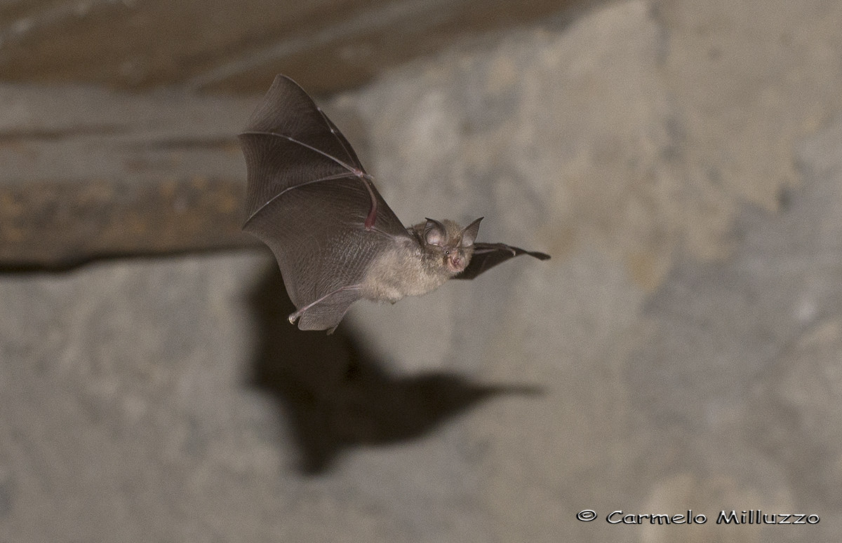 Ferro di cavallo minore _Rhinolophus hipposideros_