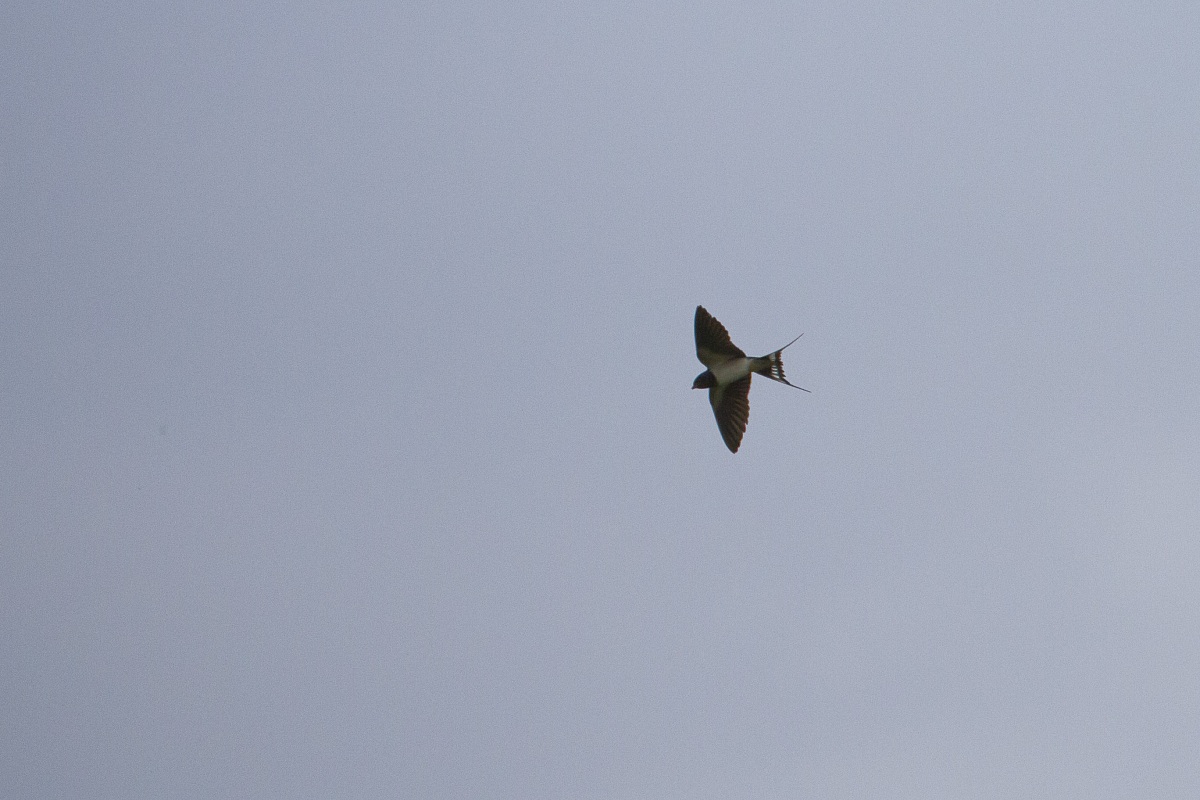 Dove hunting - seq 3/3