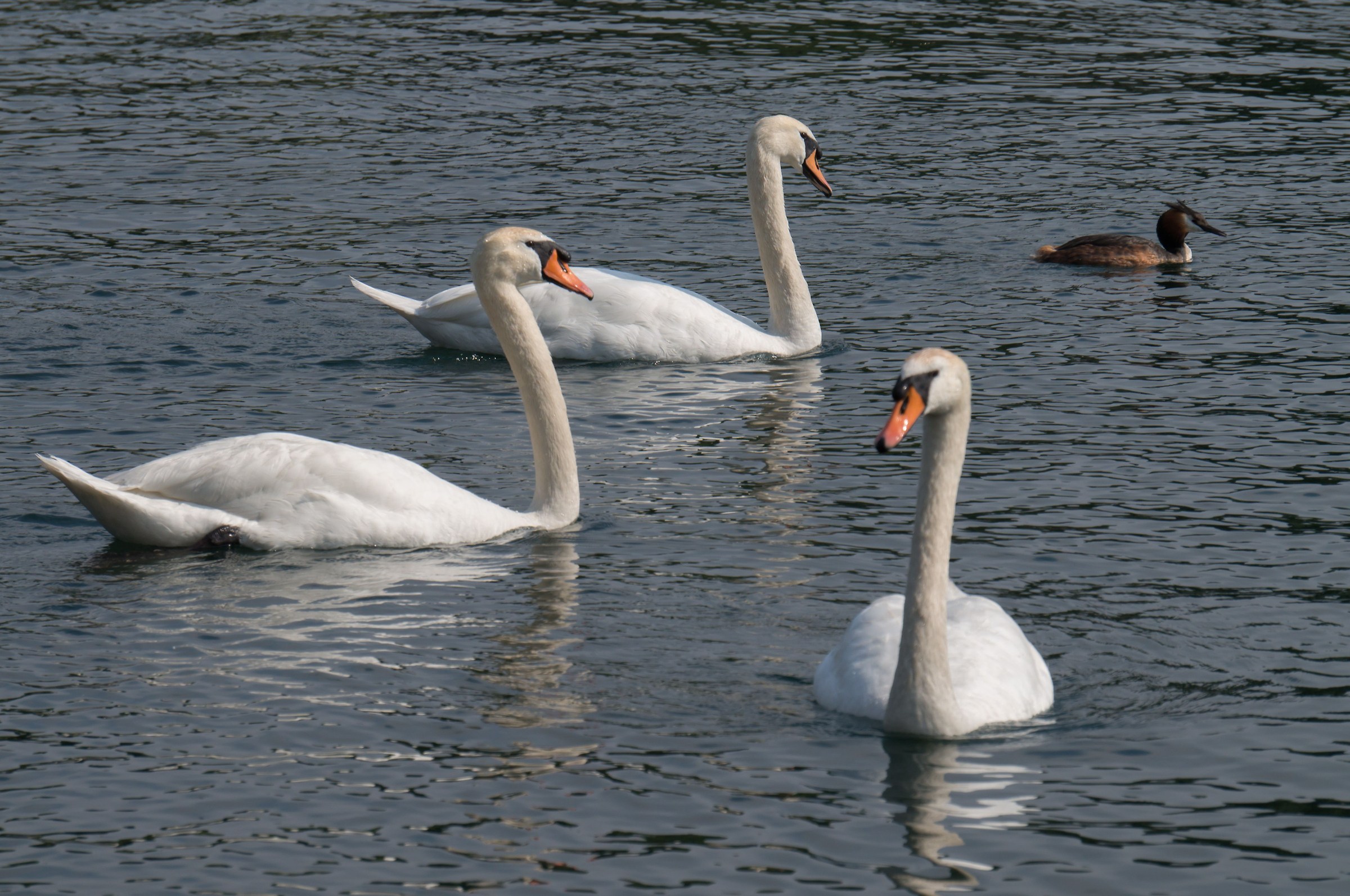 Svasso con tre cigni