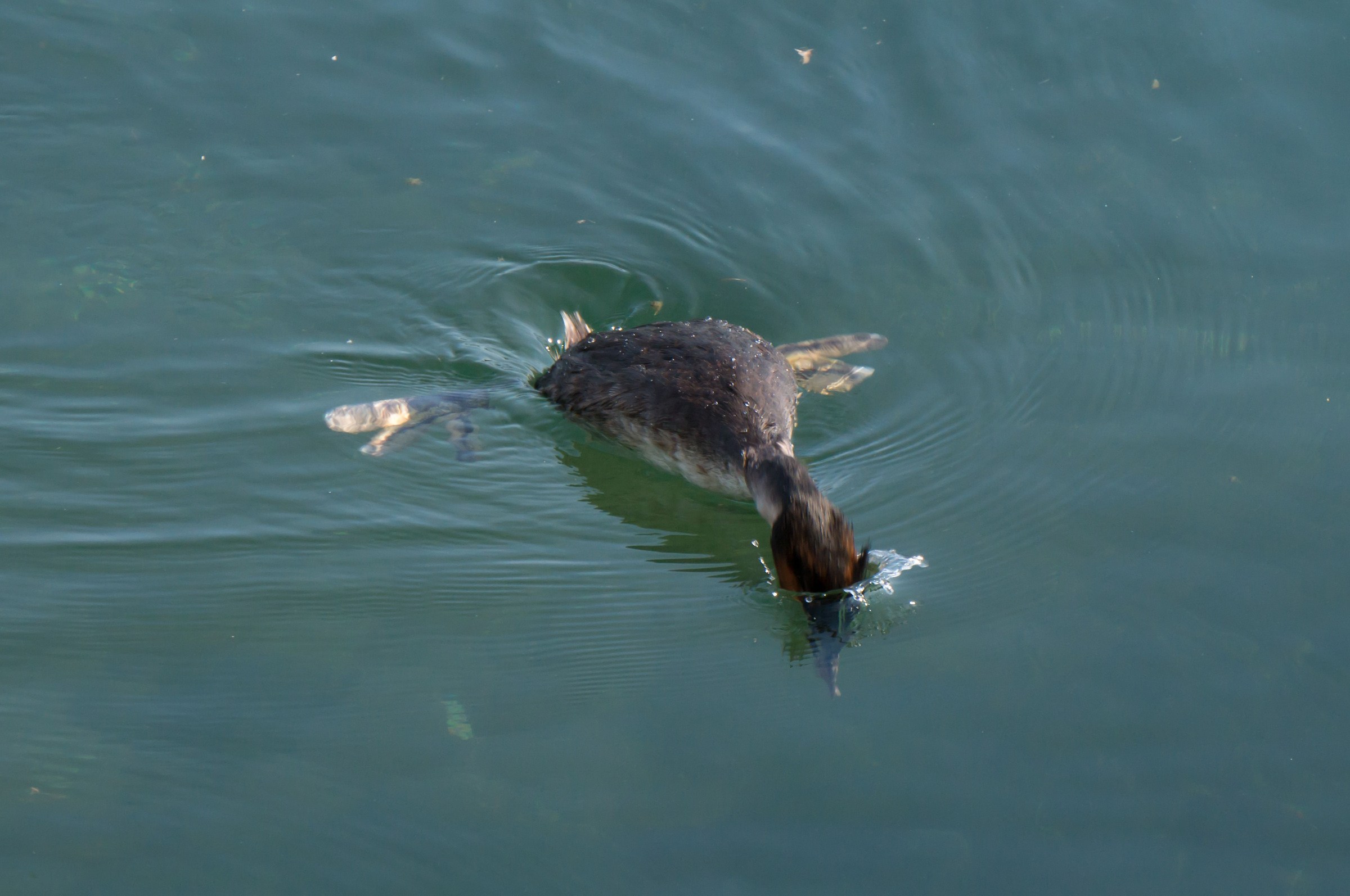 Grebe diving for fish