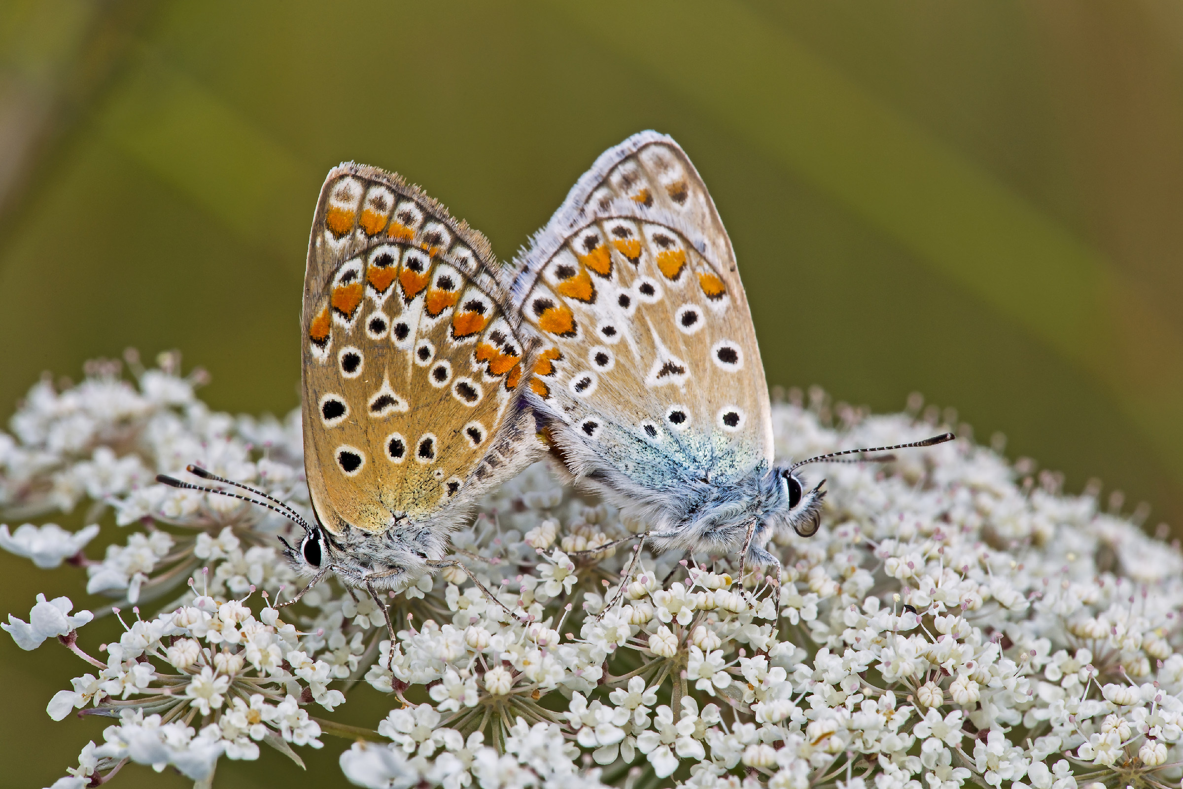 Polyommatus icarus