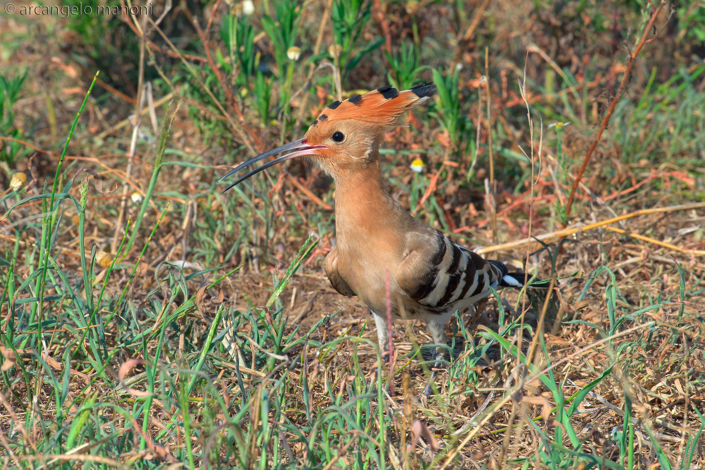 Hoopoe grazing