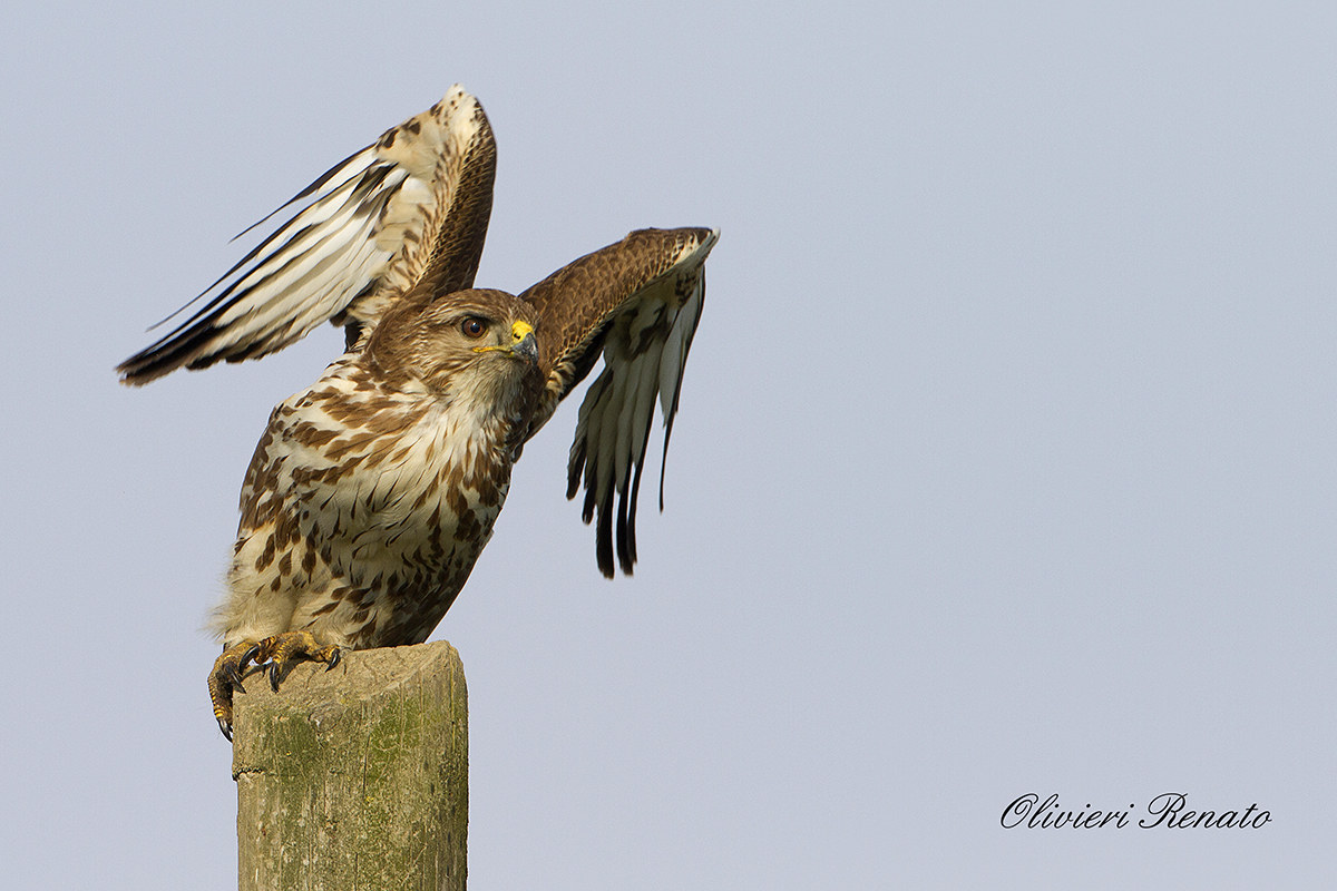 Buzzard (Buteo buteo)