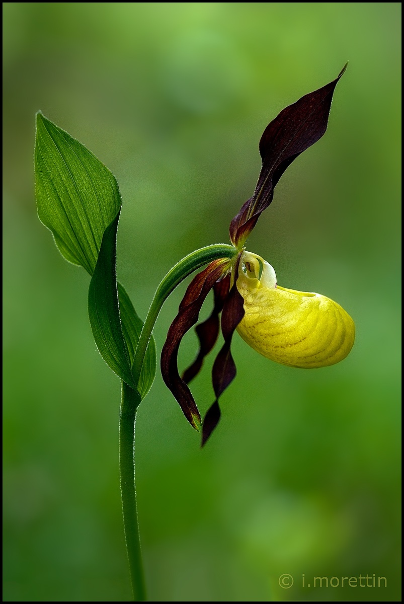 Lady's slipper