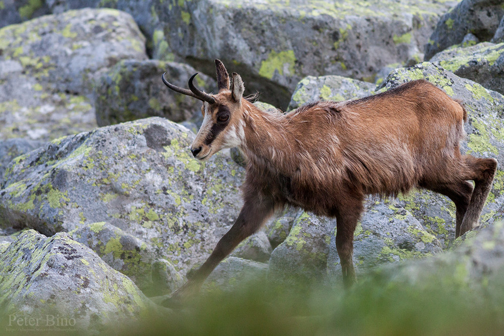 Tatra chamois