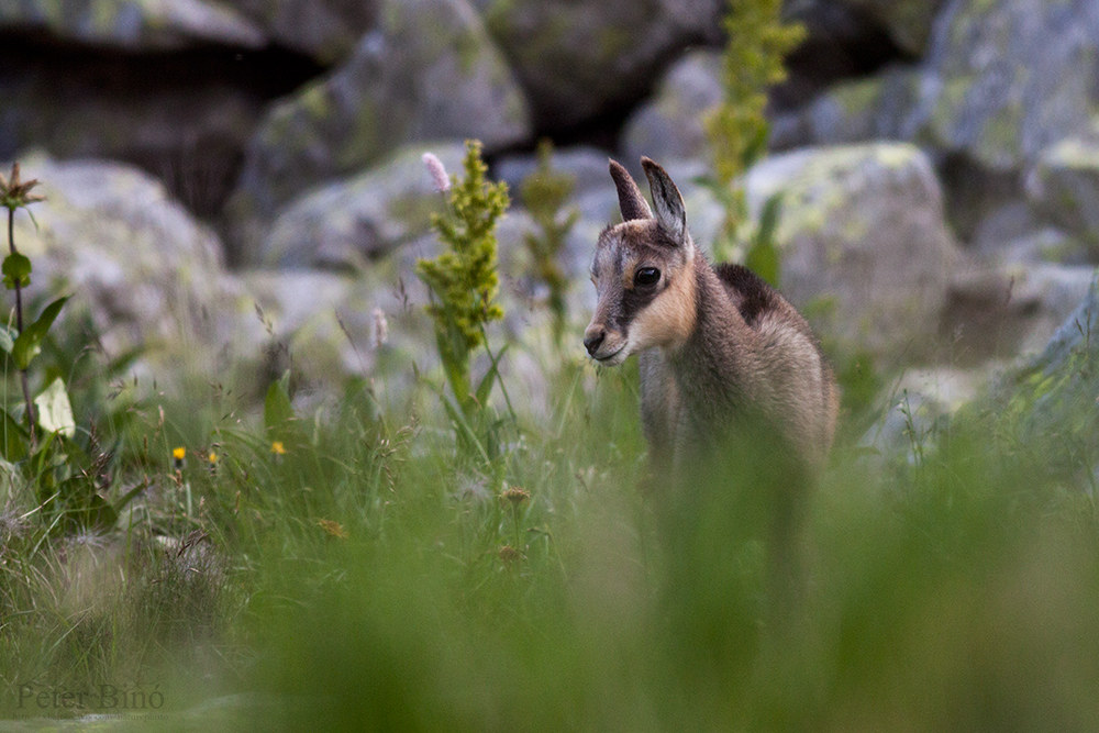 Young tatra chamois