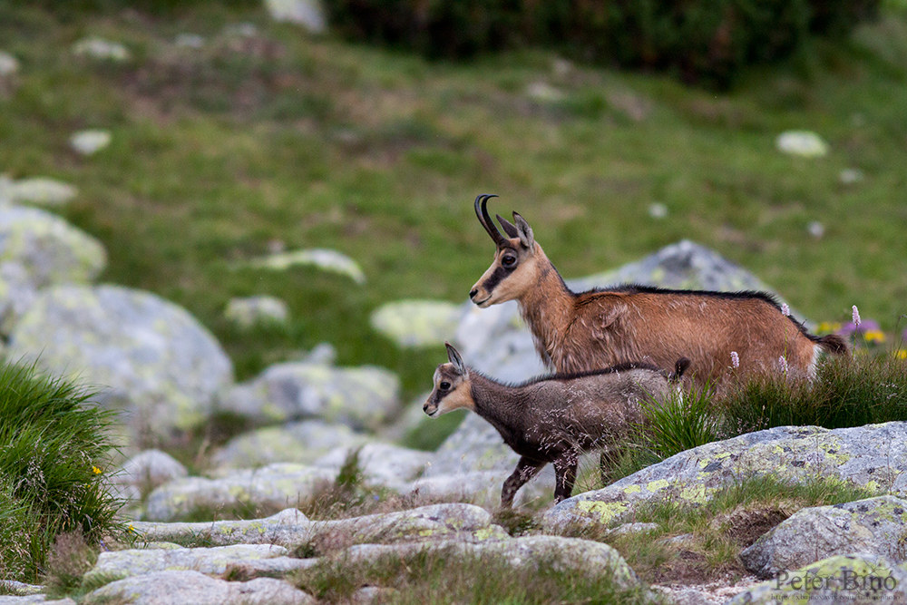 Tatra chamois with kid