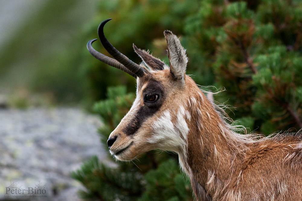 Chamois