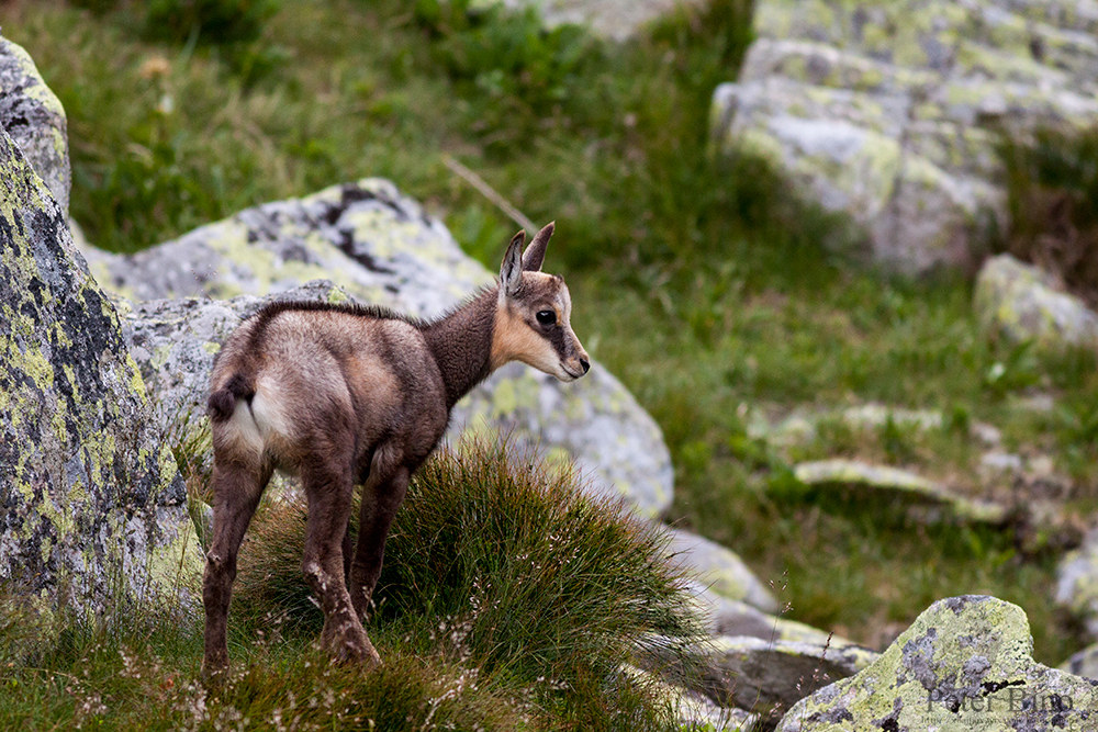 Young tatra chamois