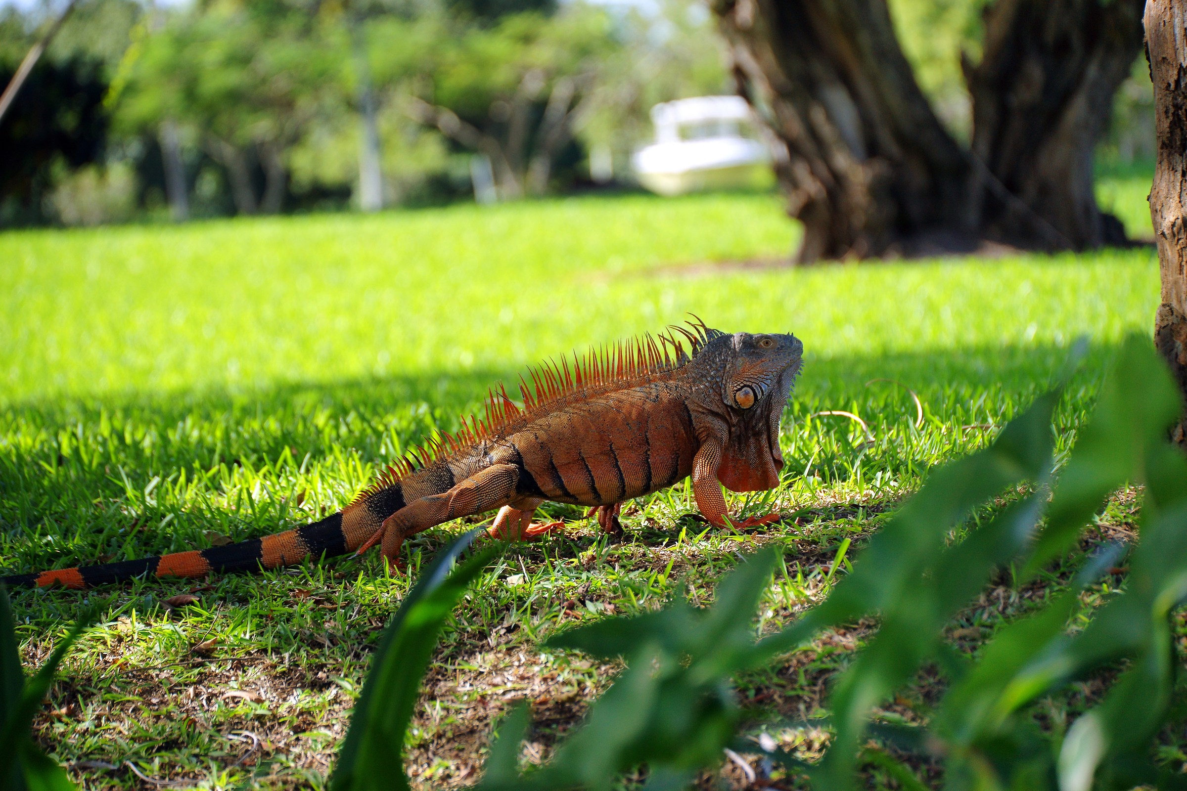 large iguana land and arboreal