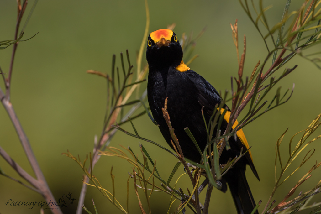 Regent Bowerbird