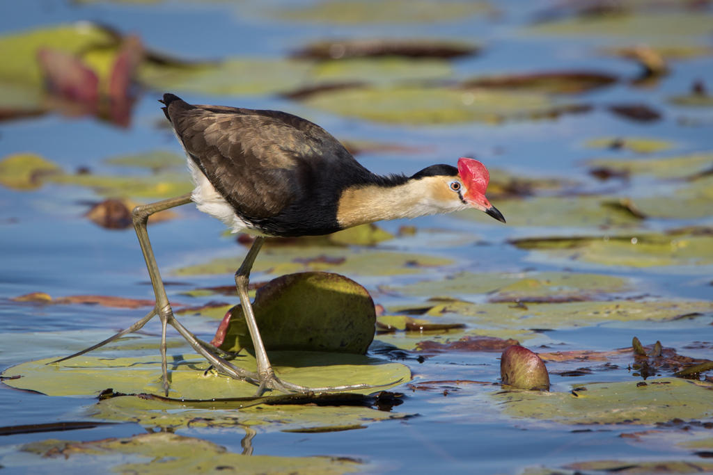Comb Crested Jacana