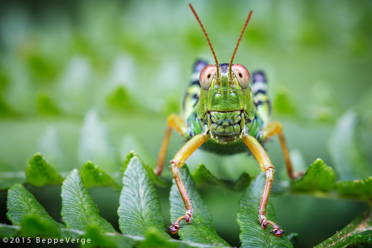 Still ... smile ... click!