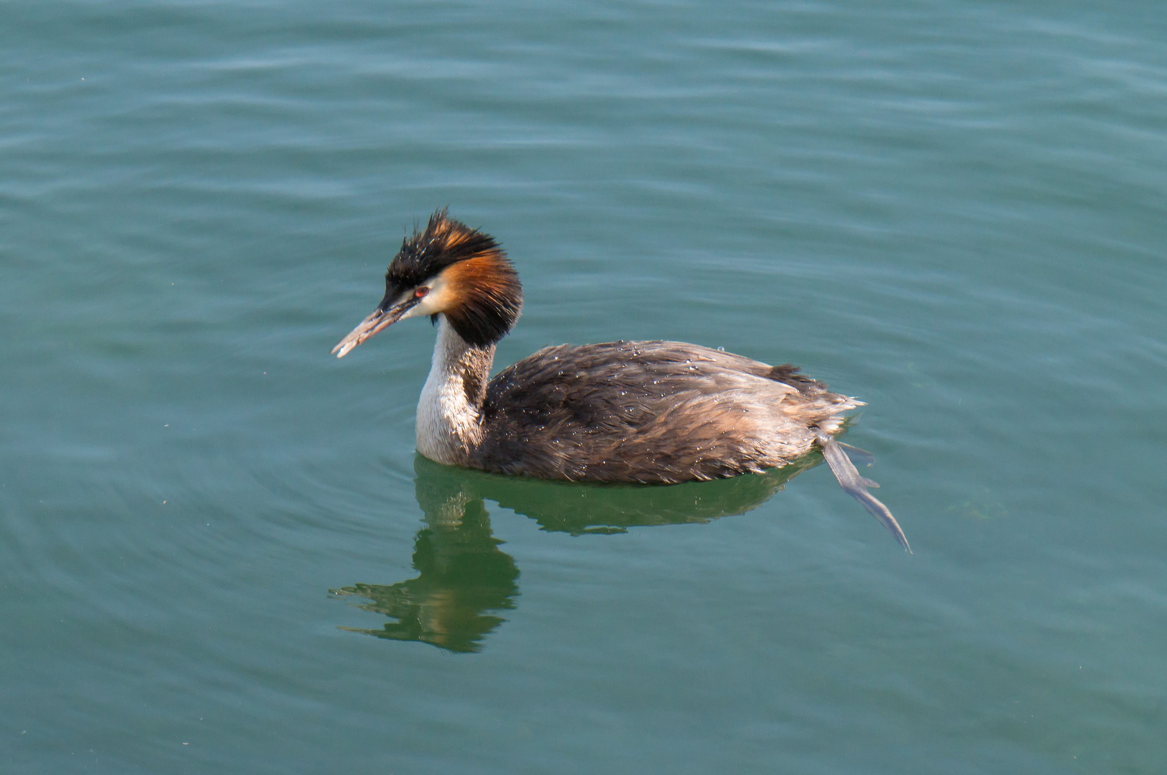 Grebe