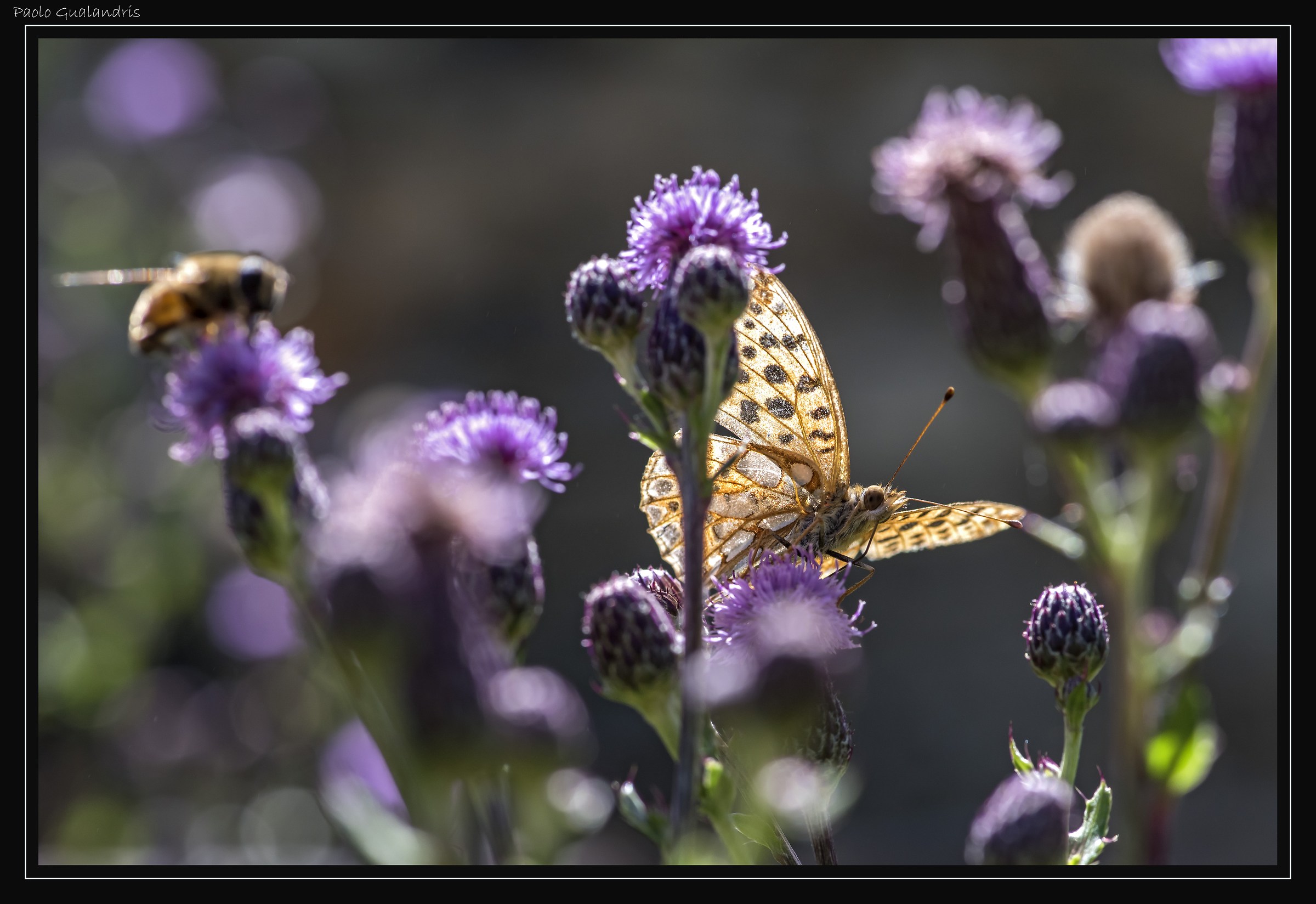 The 0ra Of Merenda ...