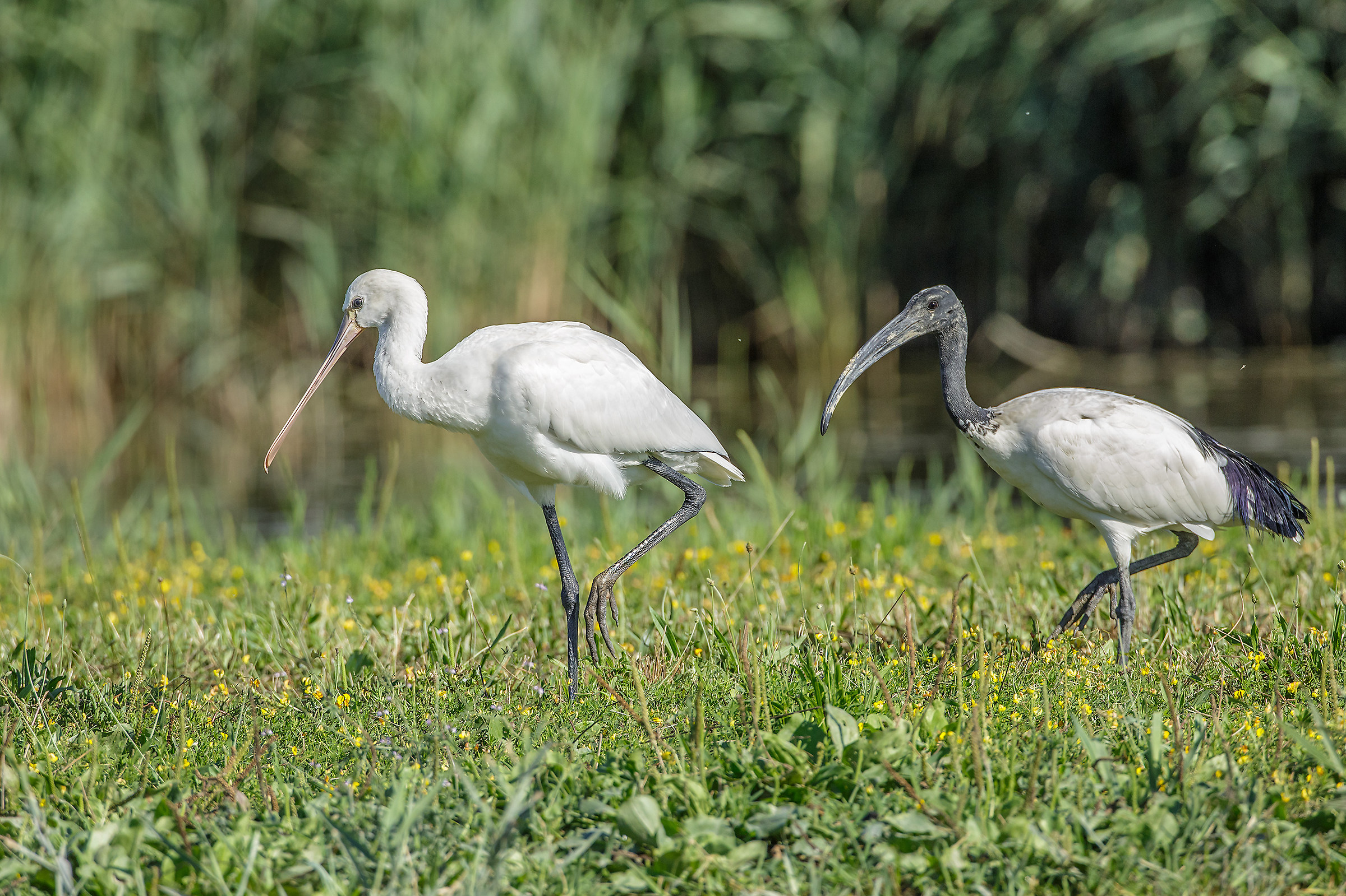 al passsooo  spatola e ibis