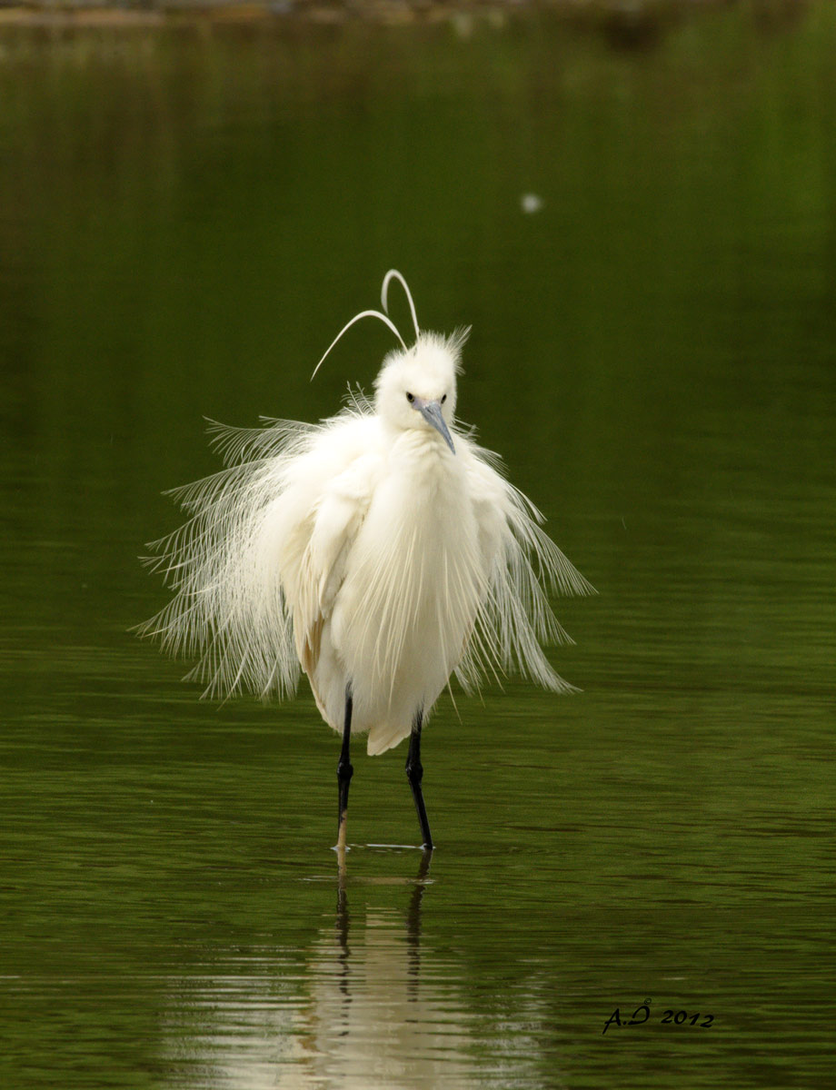 Egret disheveled