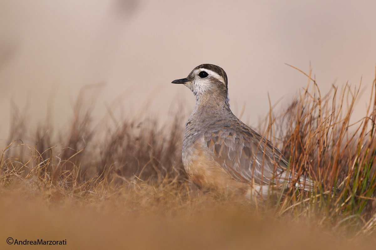 Plover tortolino4