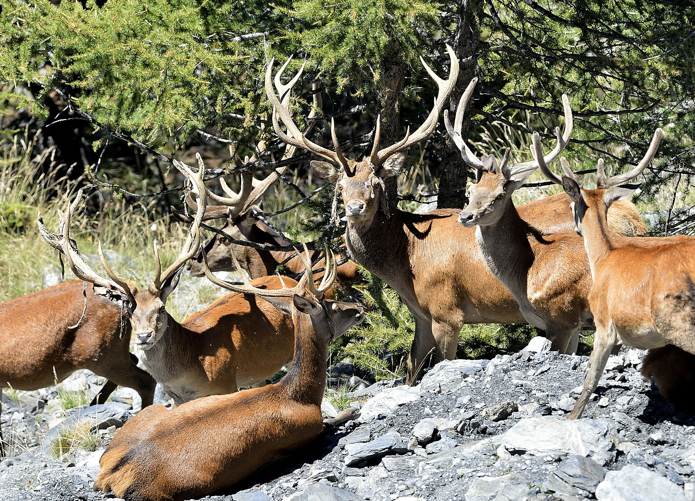 gruppo di cervi