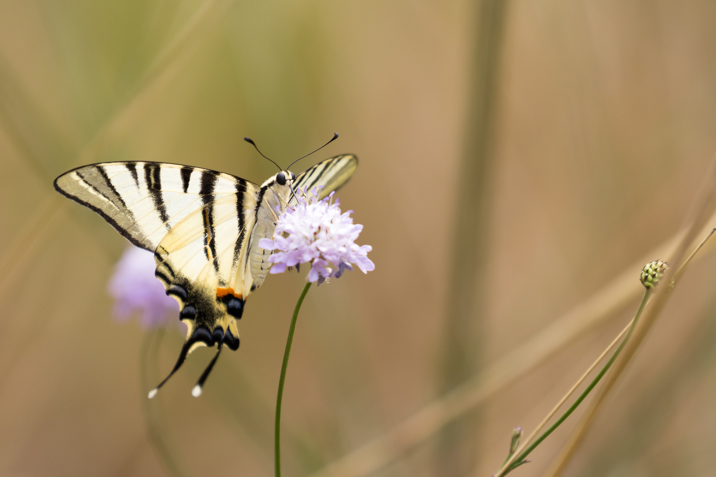 Scarce Swallowtail