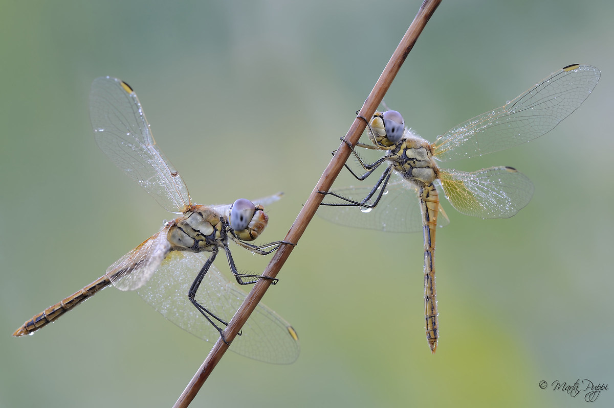 Friends dragonflies