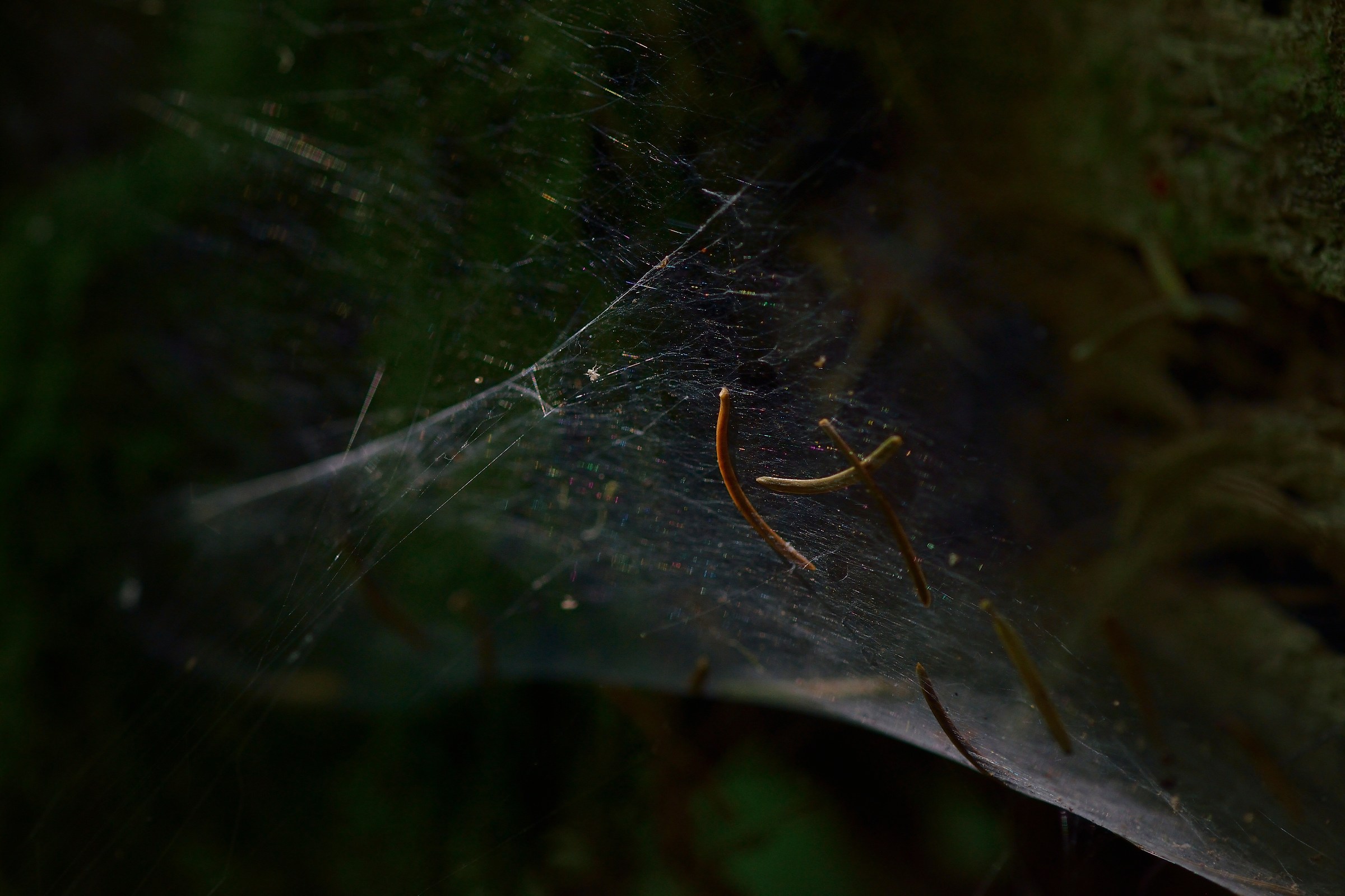 The light ... enmeshed