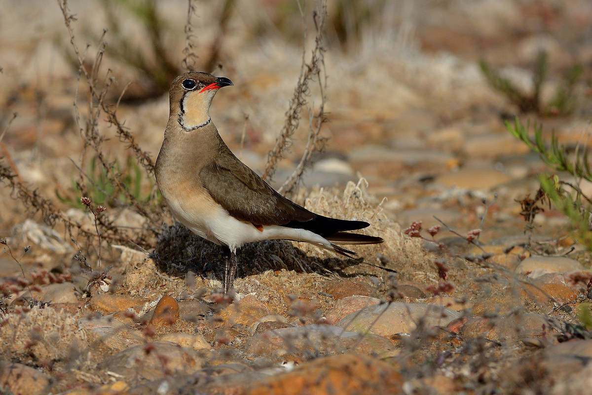 Pernice di mare-Glareola pratincola