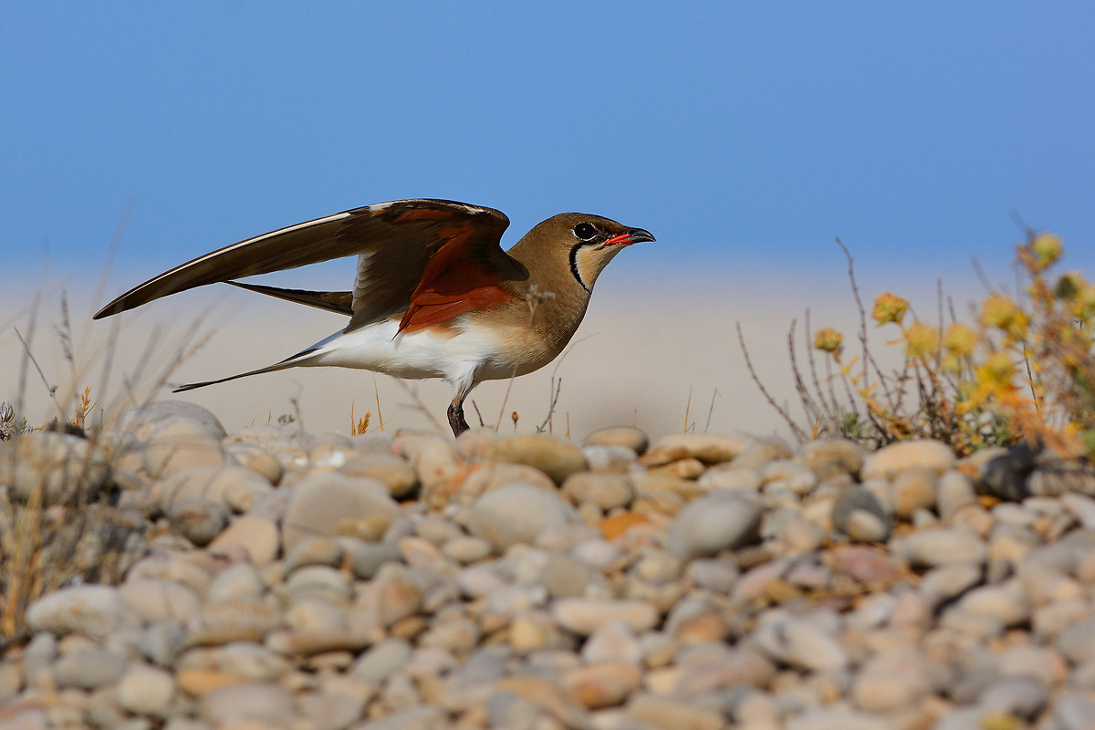 Pernice di mare-Glareola pratincola