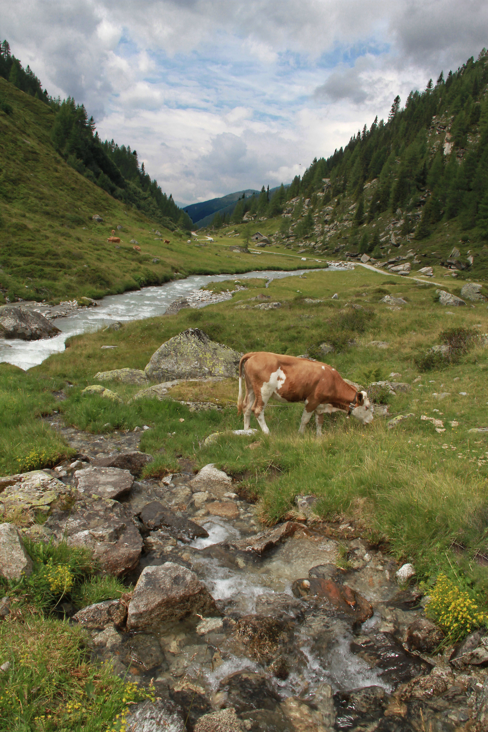 happiness is only real when shared