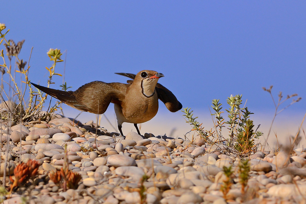 Pernice di mare-Glareola pratincola