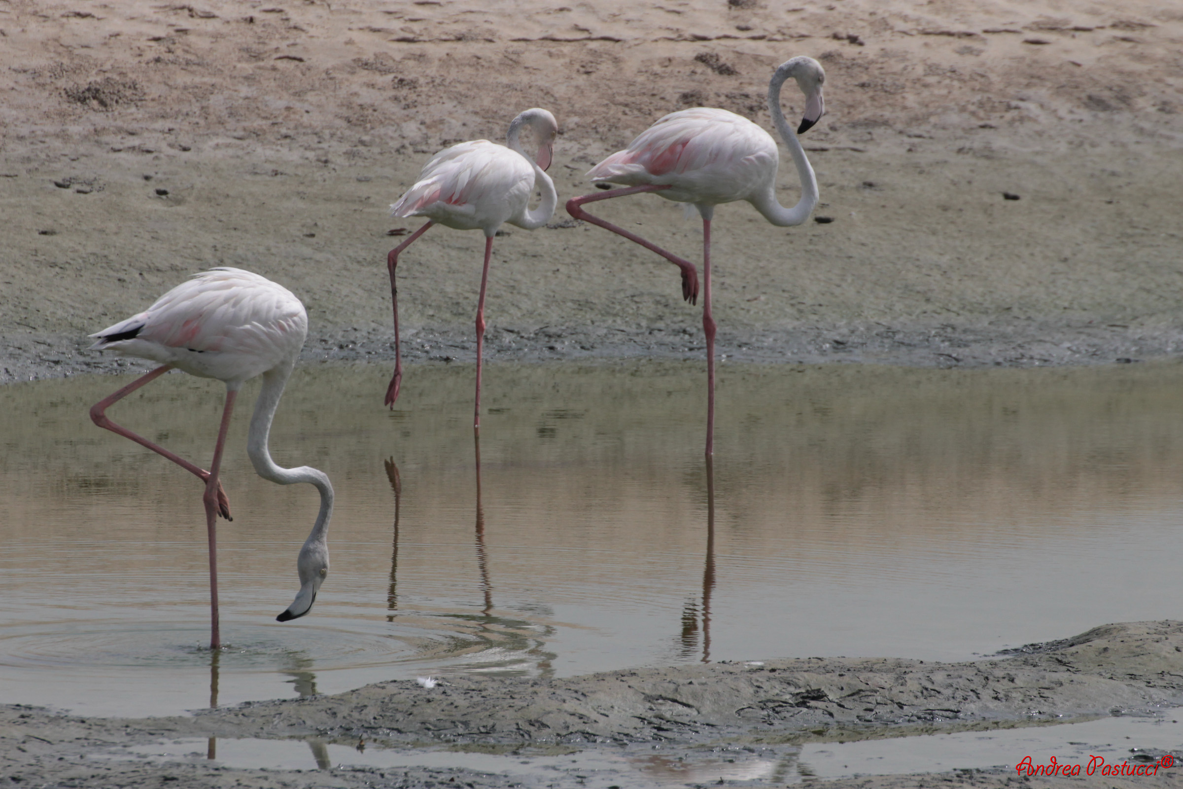 tutti in equilibrio su una zampa
