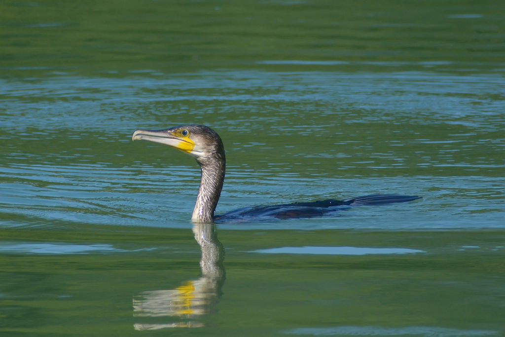 Cormorano
