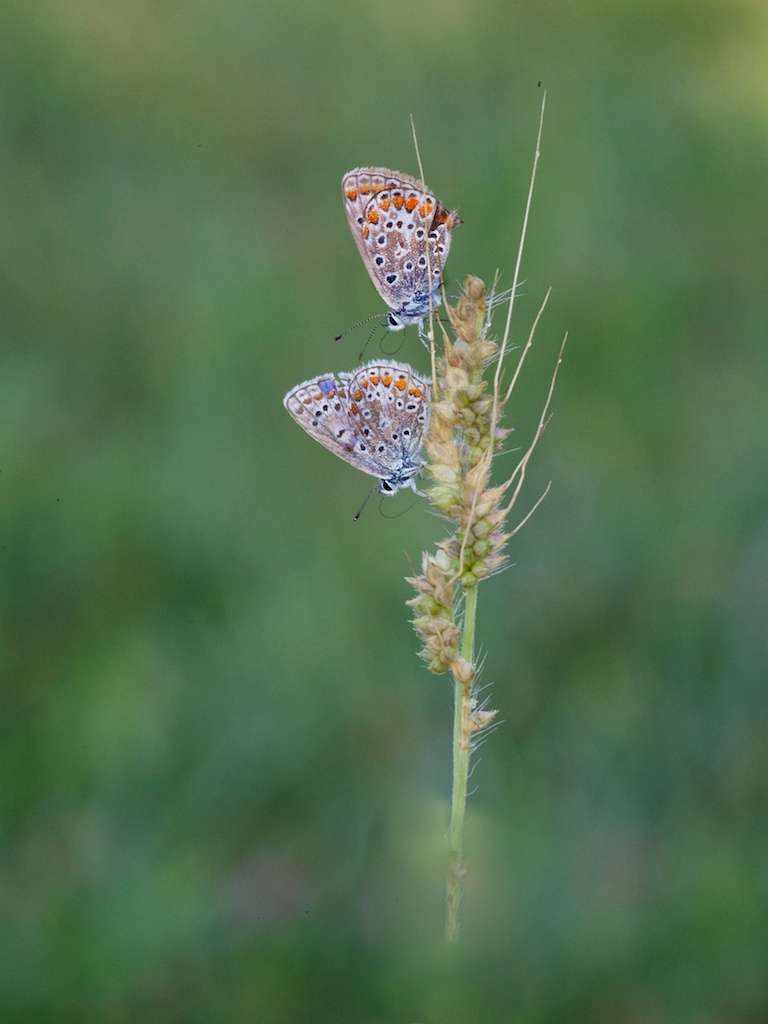 polyommatus icarus