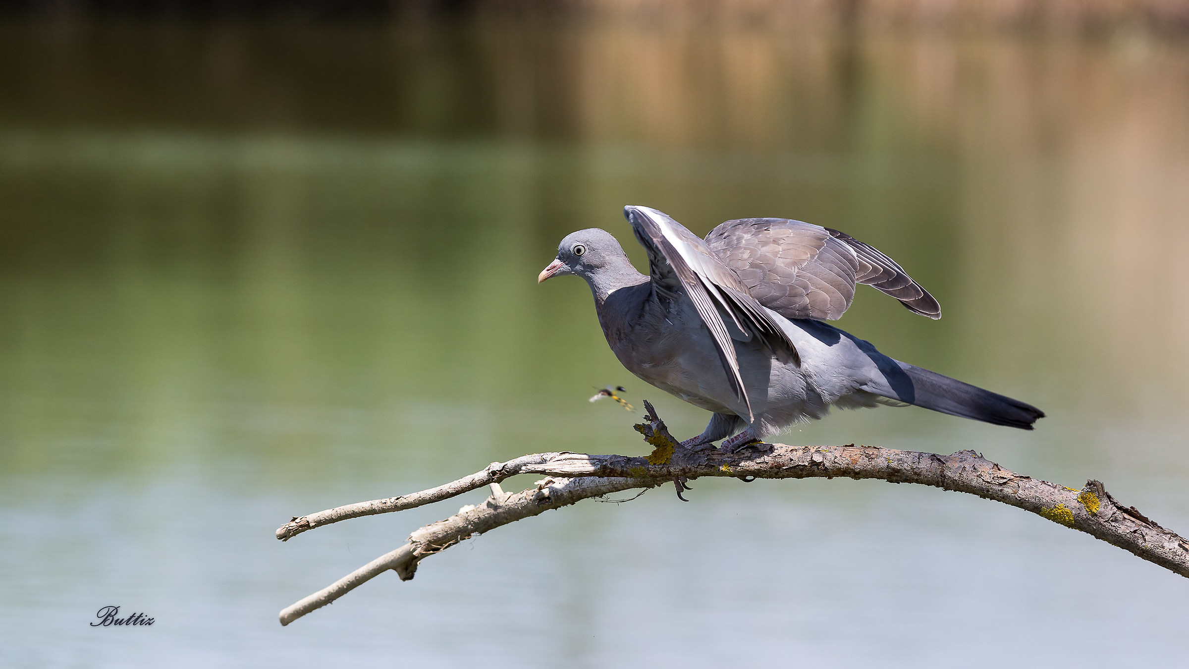 Colombaccio - (E la Vespa)