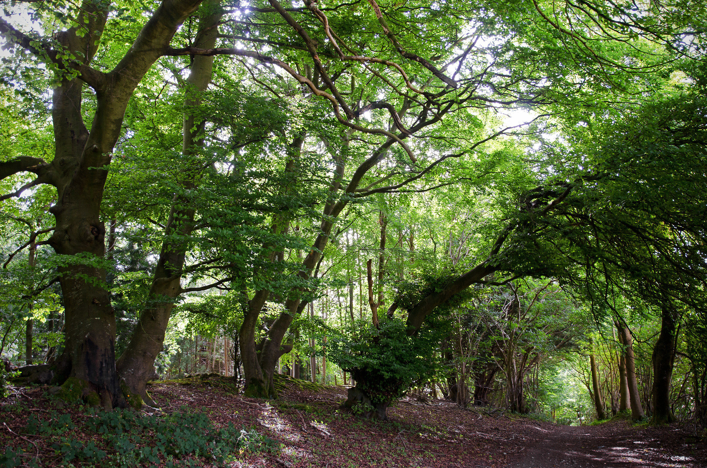 La strada romana ...
