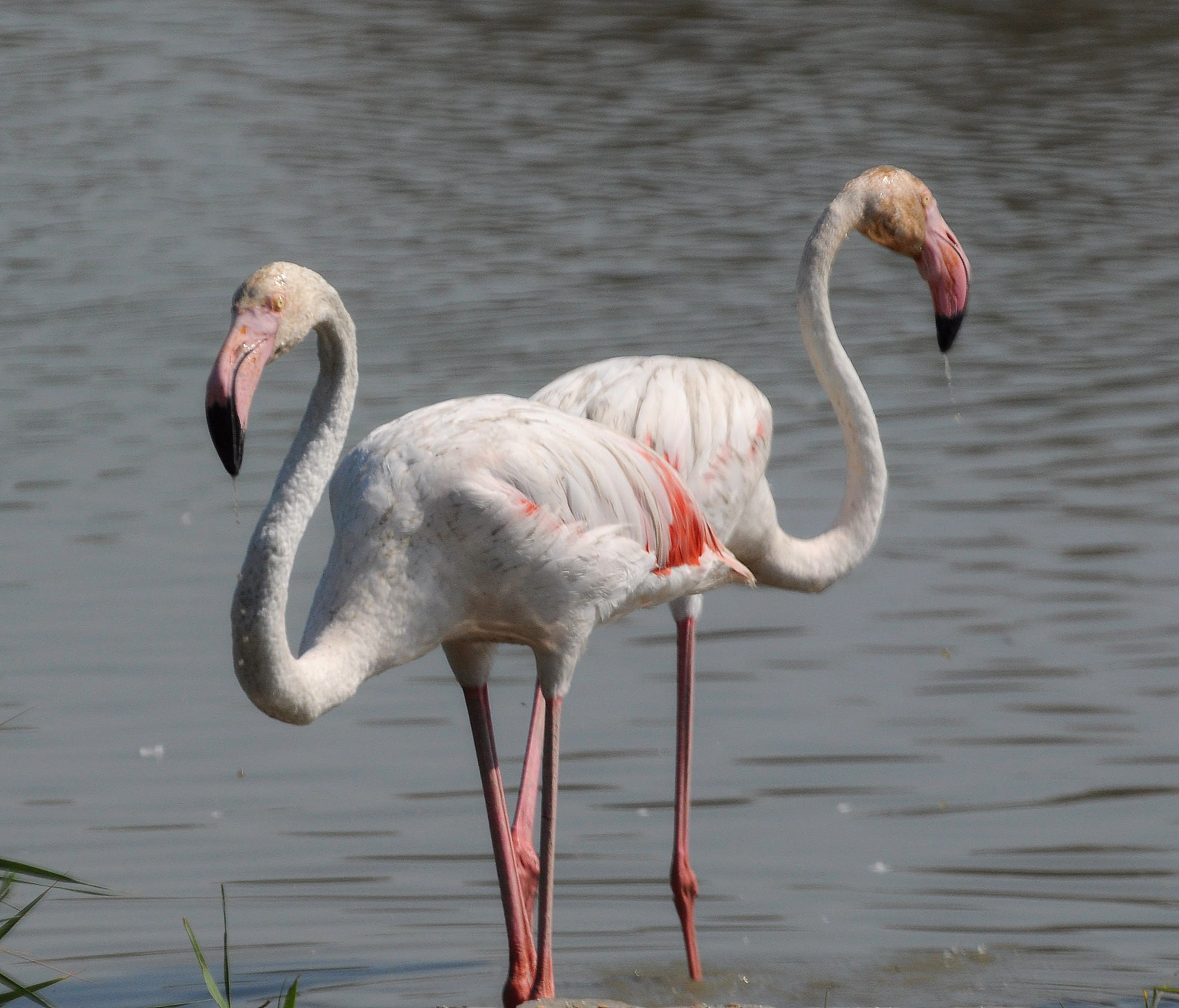 ... e ora non ti parlo più!